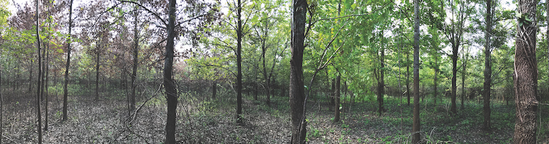 In a forest, trees to the left are brown and dying, while trees to the right are green and healthy.